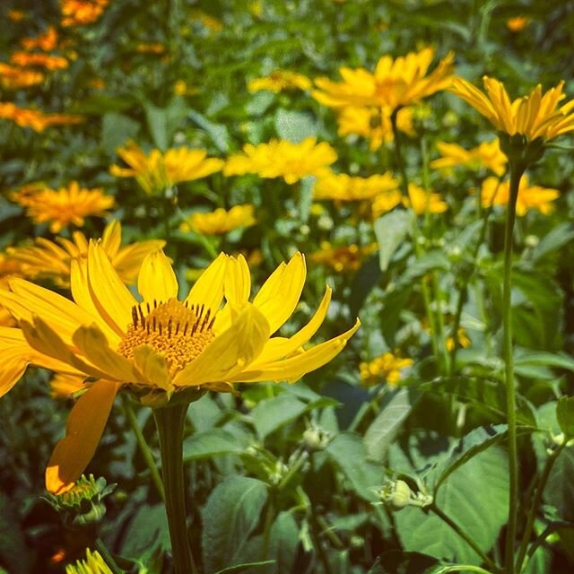 Brooklyn bridge park