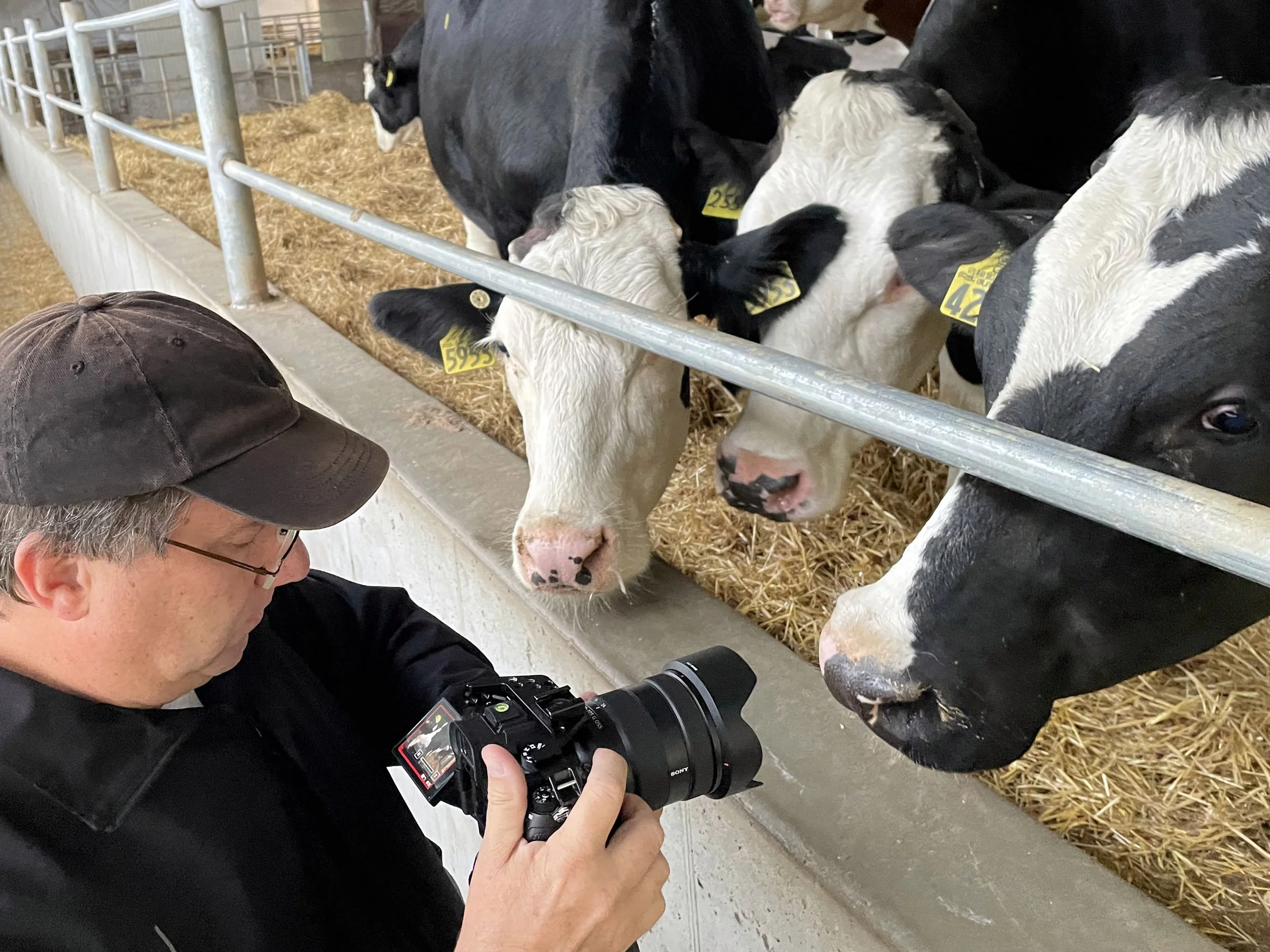 A person with gray hair and glasses taking photographs with a camera of young Holstein calves behind a feeding barrier inside a barn.