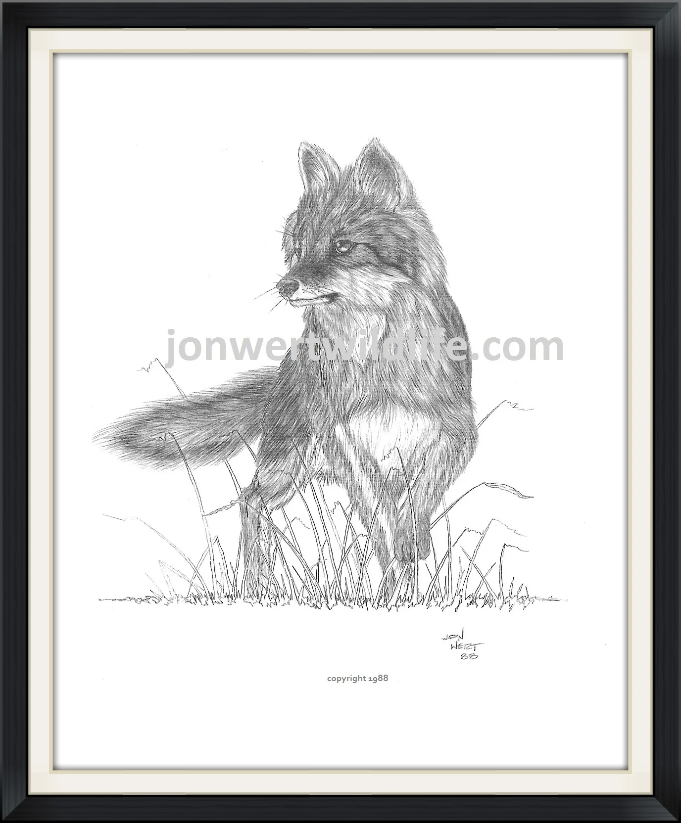    Grey Fox   