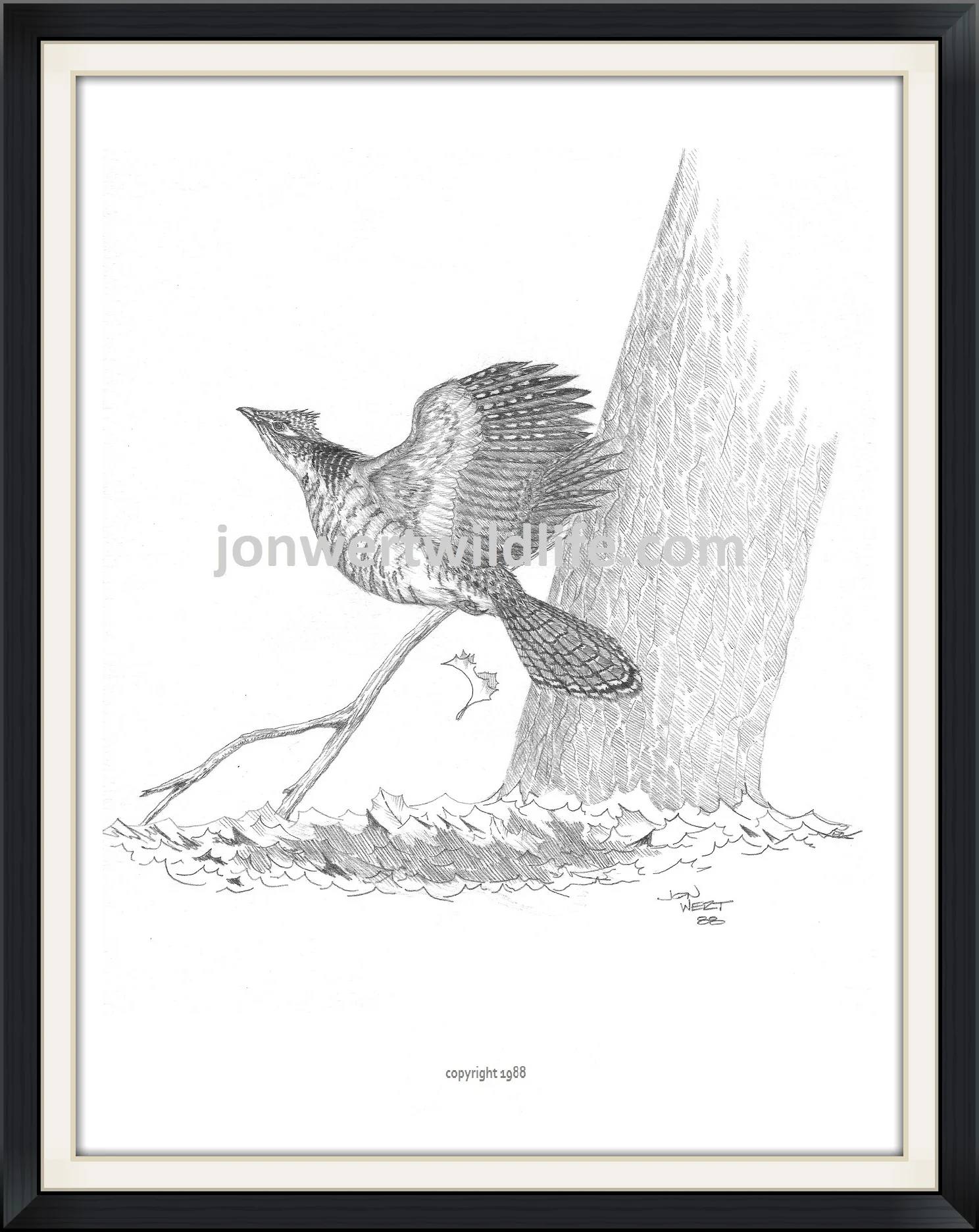    Roughed Grouse   