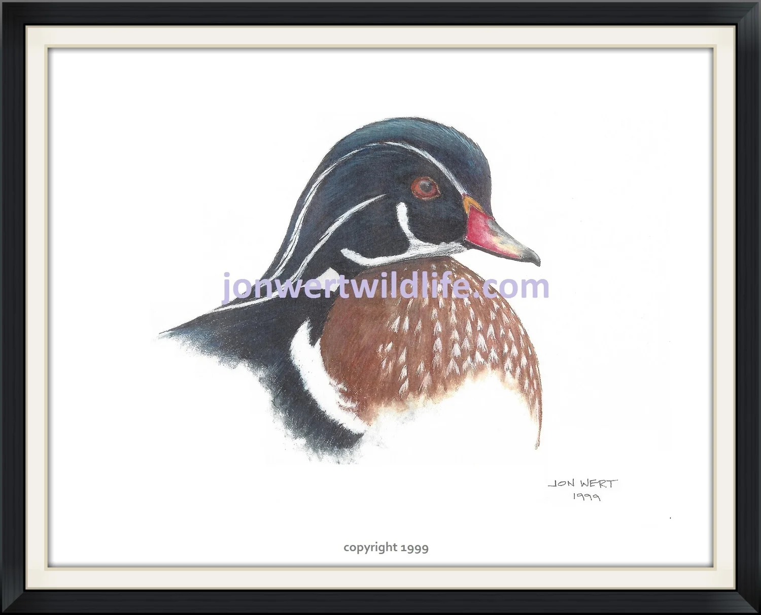    Wood Duck   