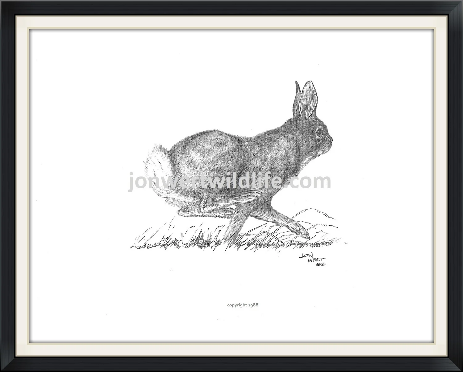 RABBIT - Copy.jpg