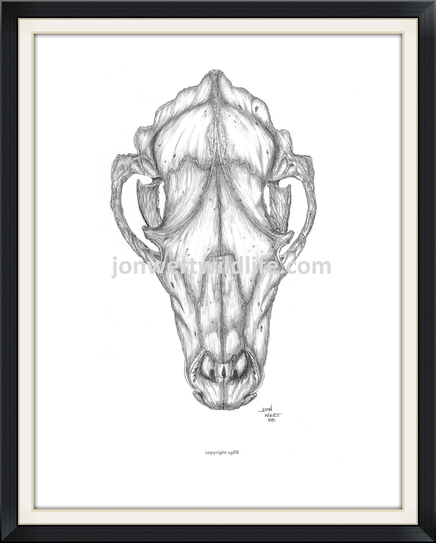 BEAR SKULL - Copy.jpg