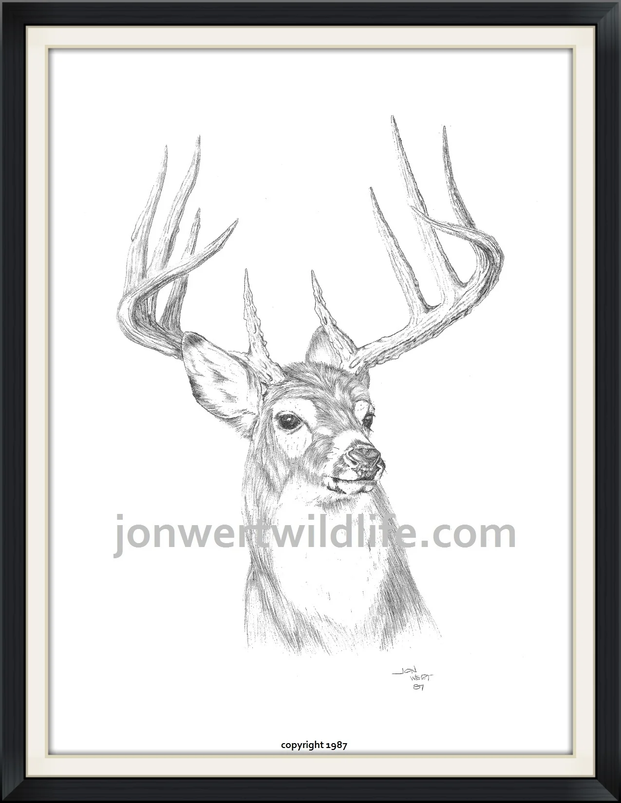 Buck Closeup.jpg