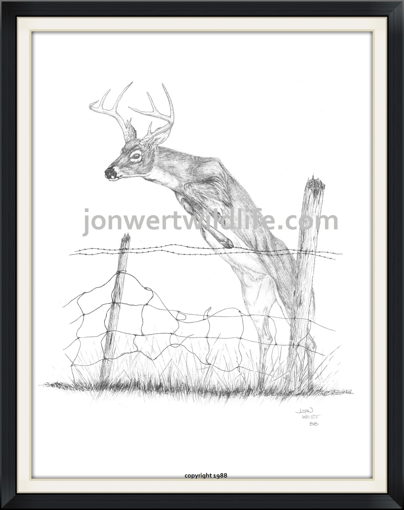Buck jumping fence.jpg