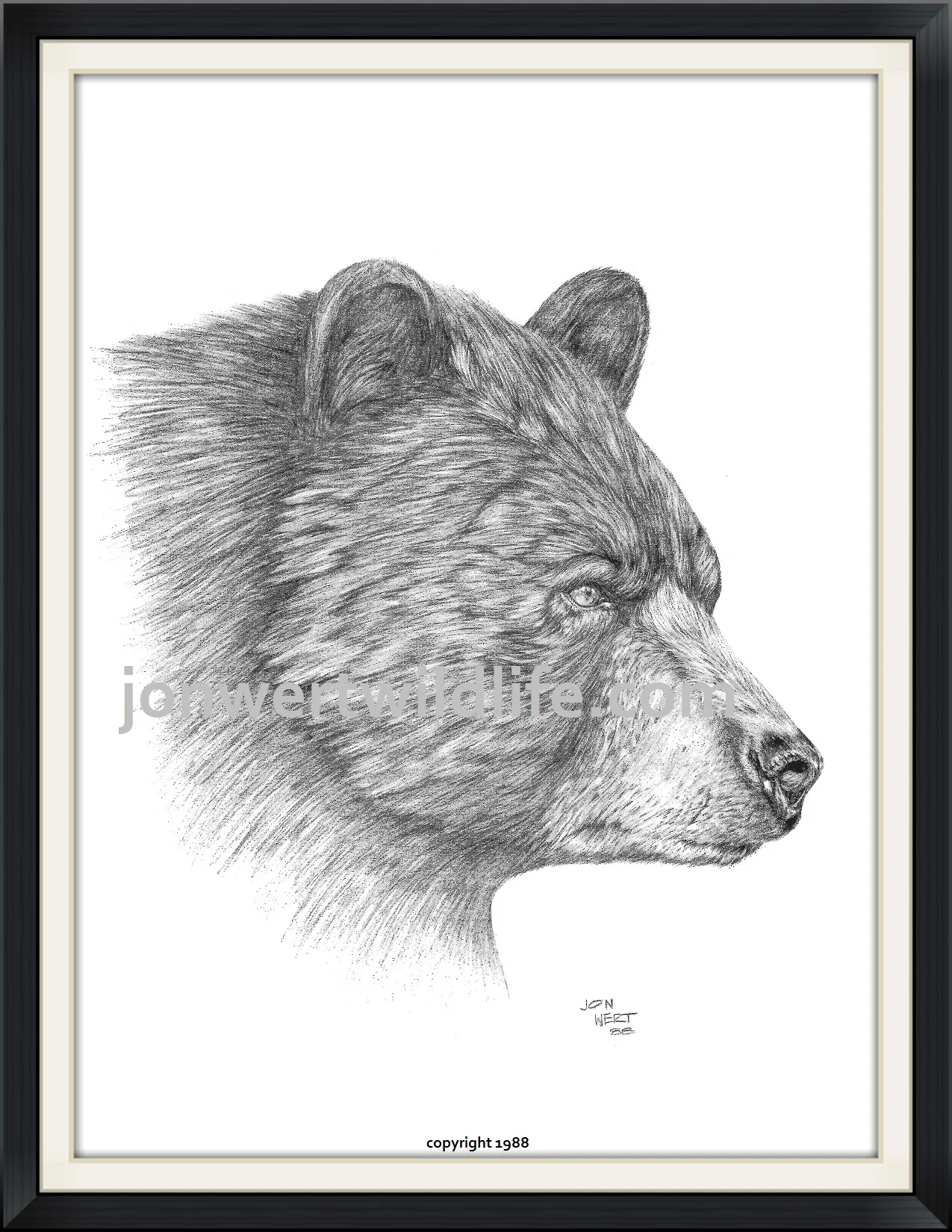    Black Bear   