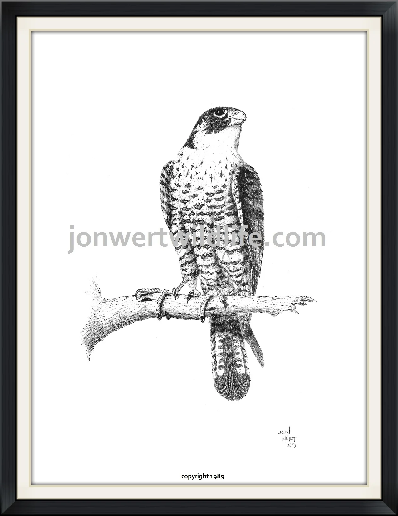    Falcon   