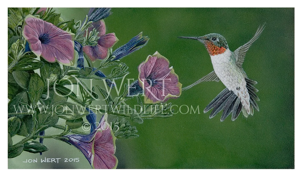 Hummingbird-1000px-72ppi copy.jpg
