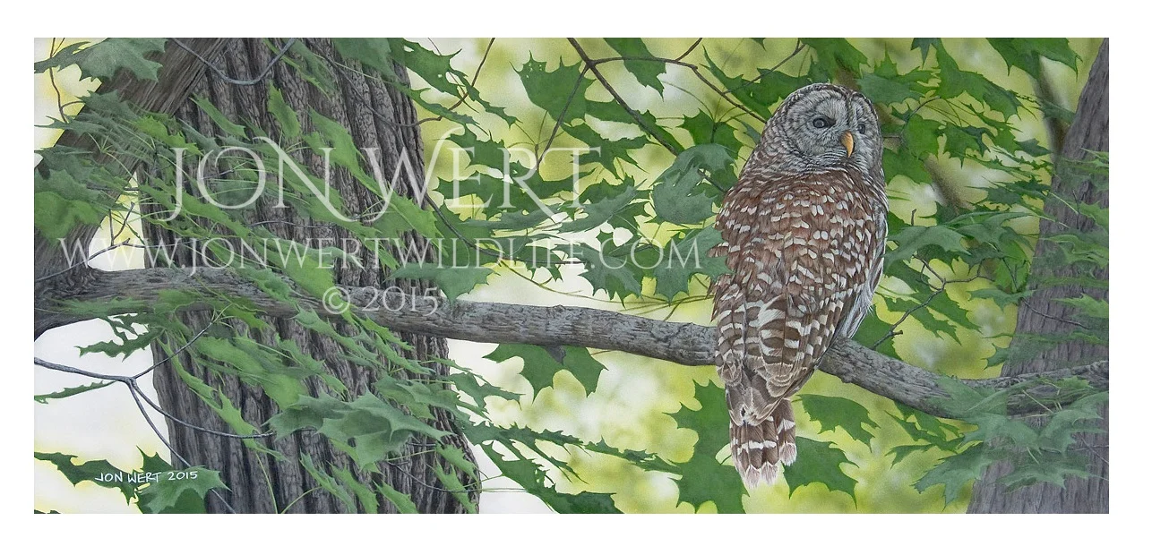 Barred-Owl-1200px copy.jpg
