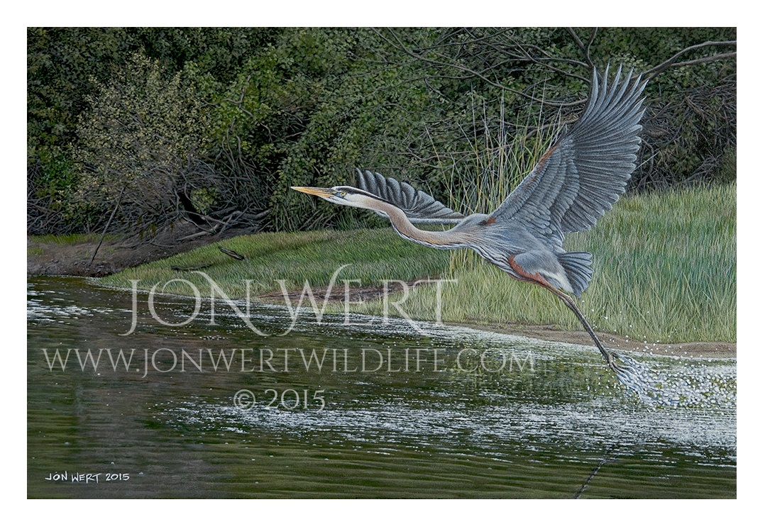 Blue Heron