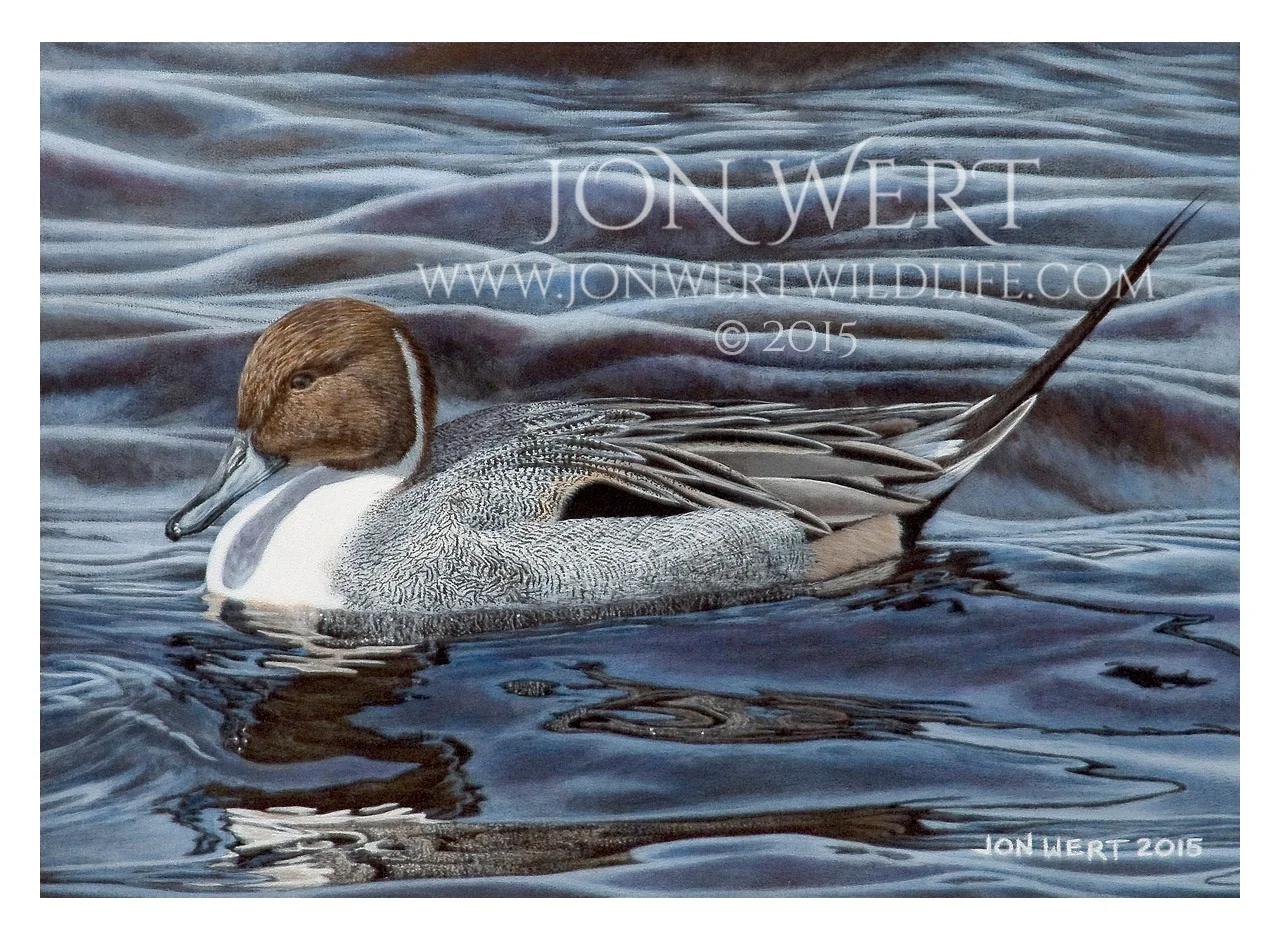 Pintail-Duck-1200px copy.jpg