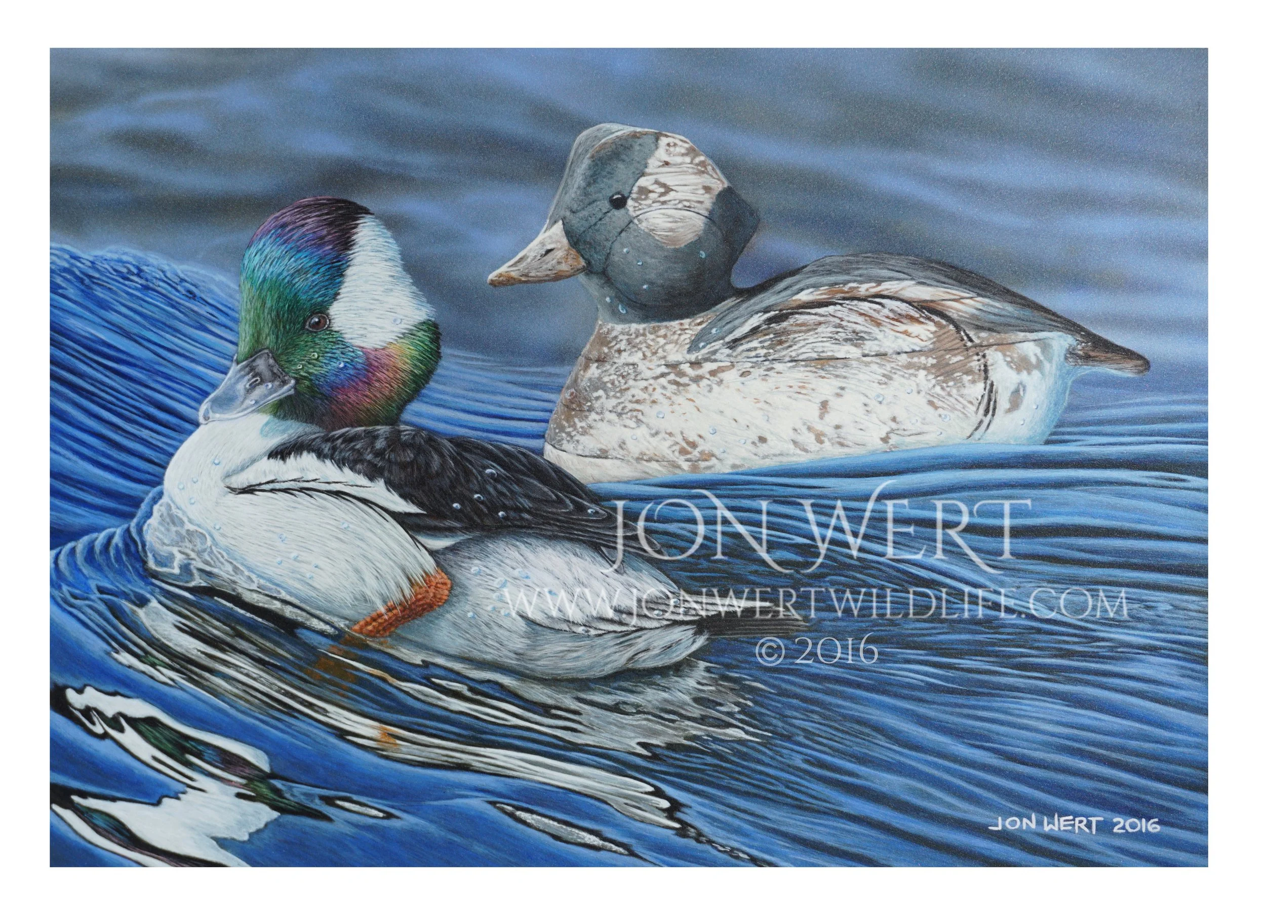 Bufflehead 2016 copy.jpg