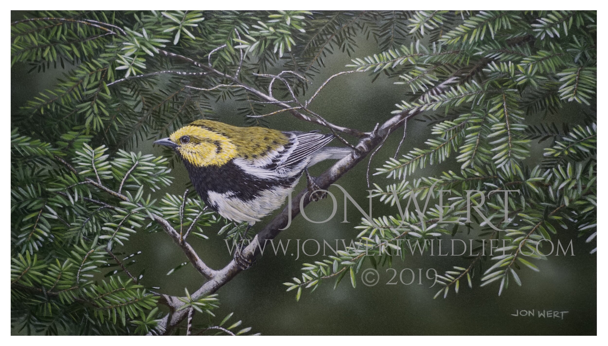    Black Throated Green Warbler   