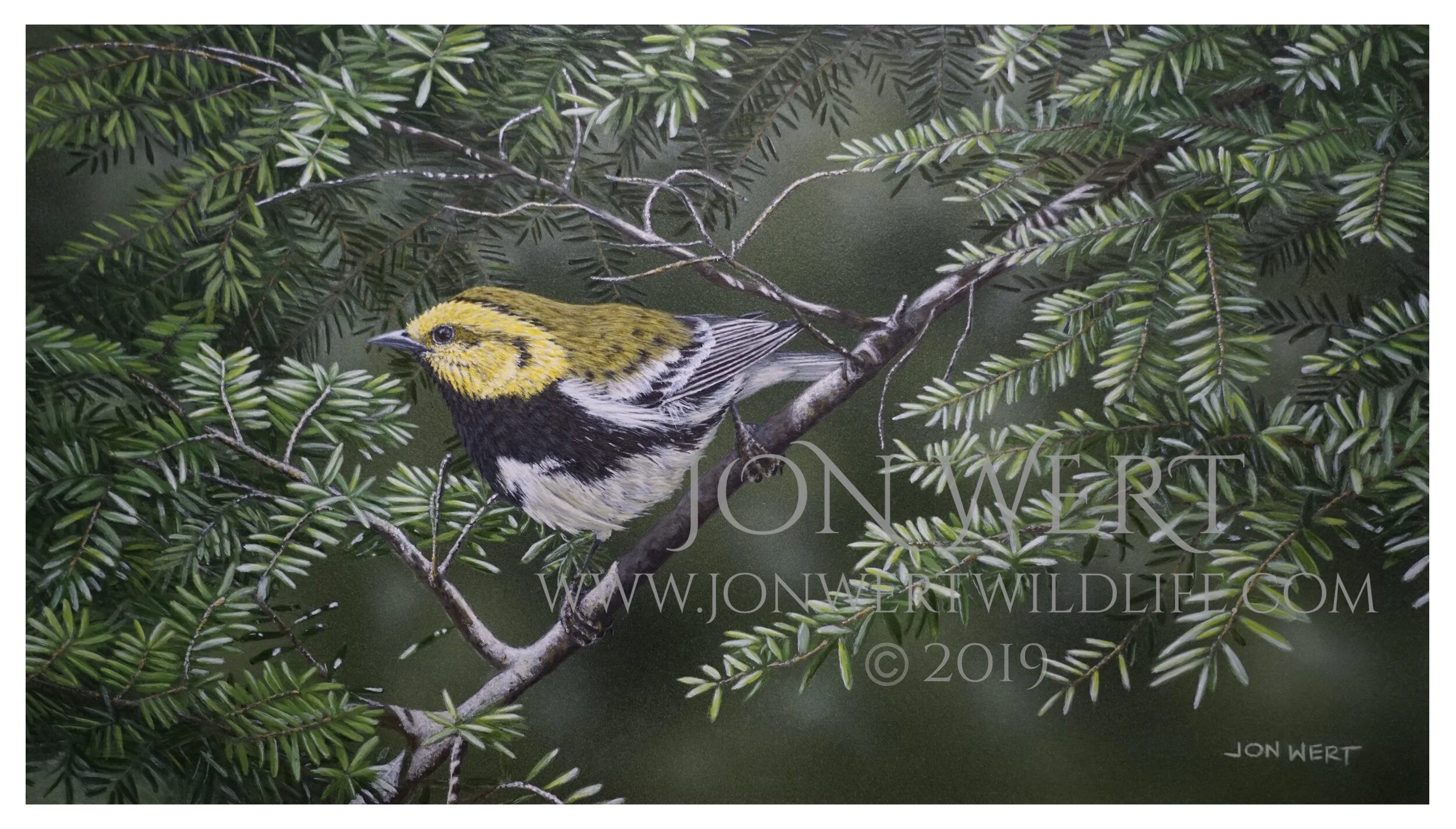 BLACK THROAED GREEN WARBLER.jpg