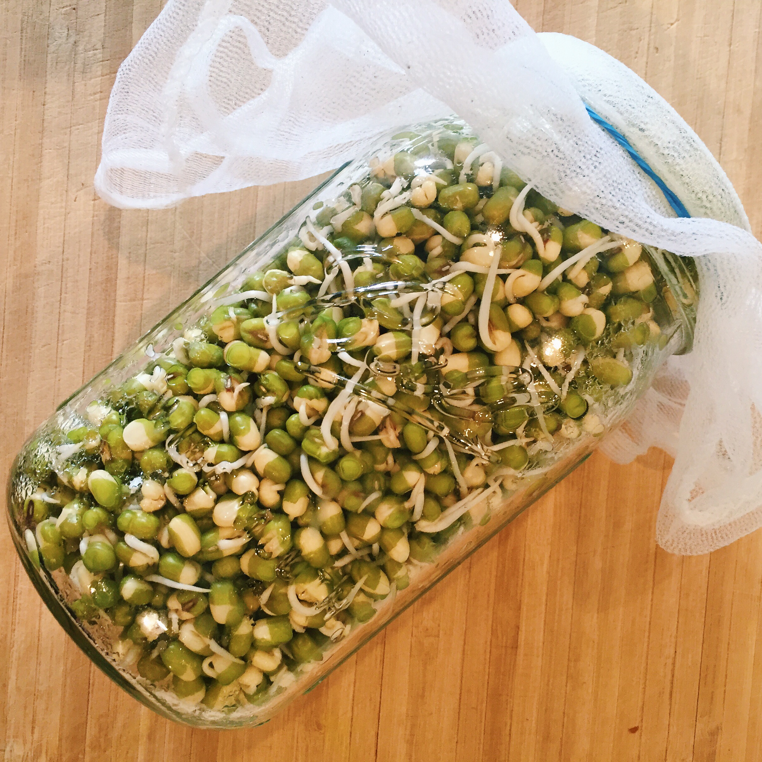 Germinating mung bean sprouts. I could not find my sprouting lid, so I fastened a nut milk bag to the jar with a rubberband. It worked just fine!