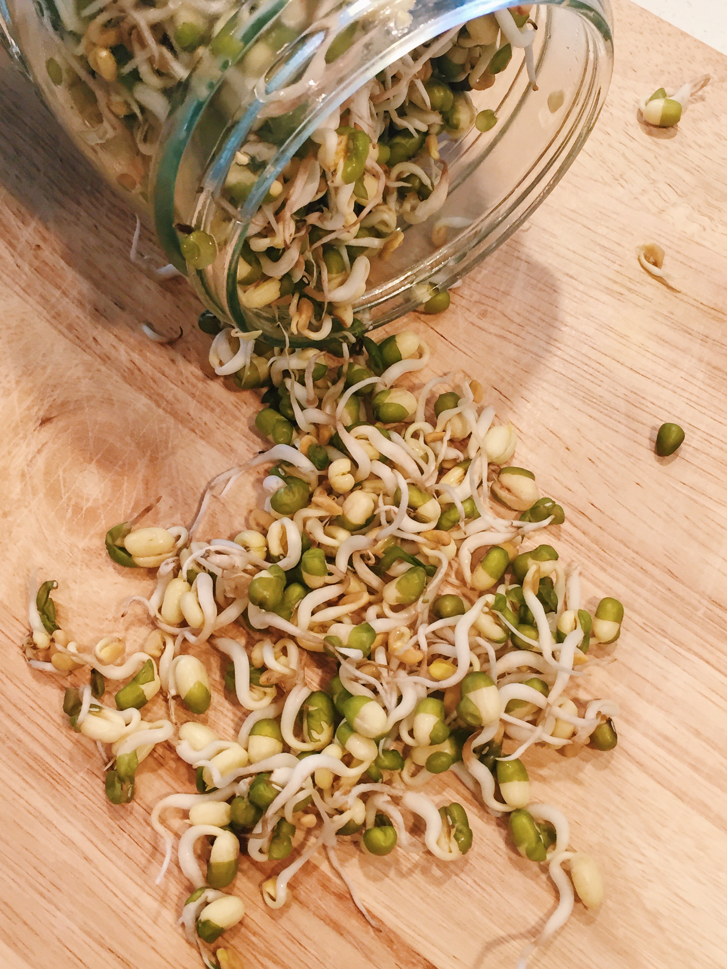 Mung bean and fenugreek seed sprouts after germinating for 2 days. They grew quickly in my warm apartment.