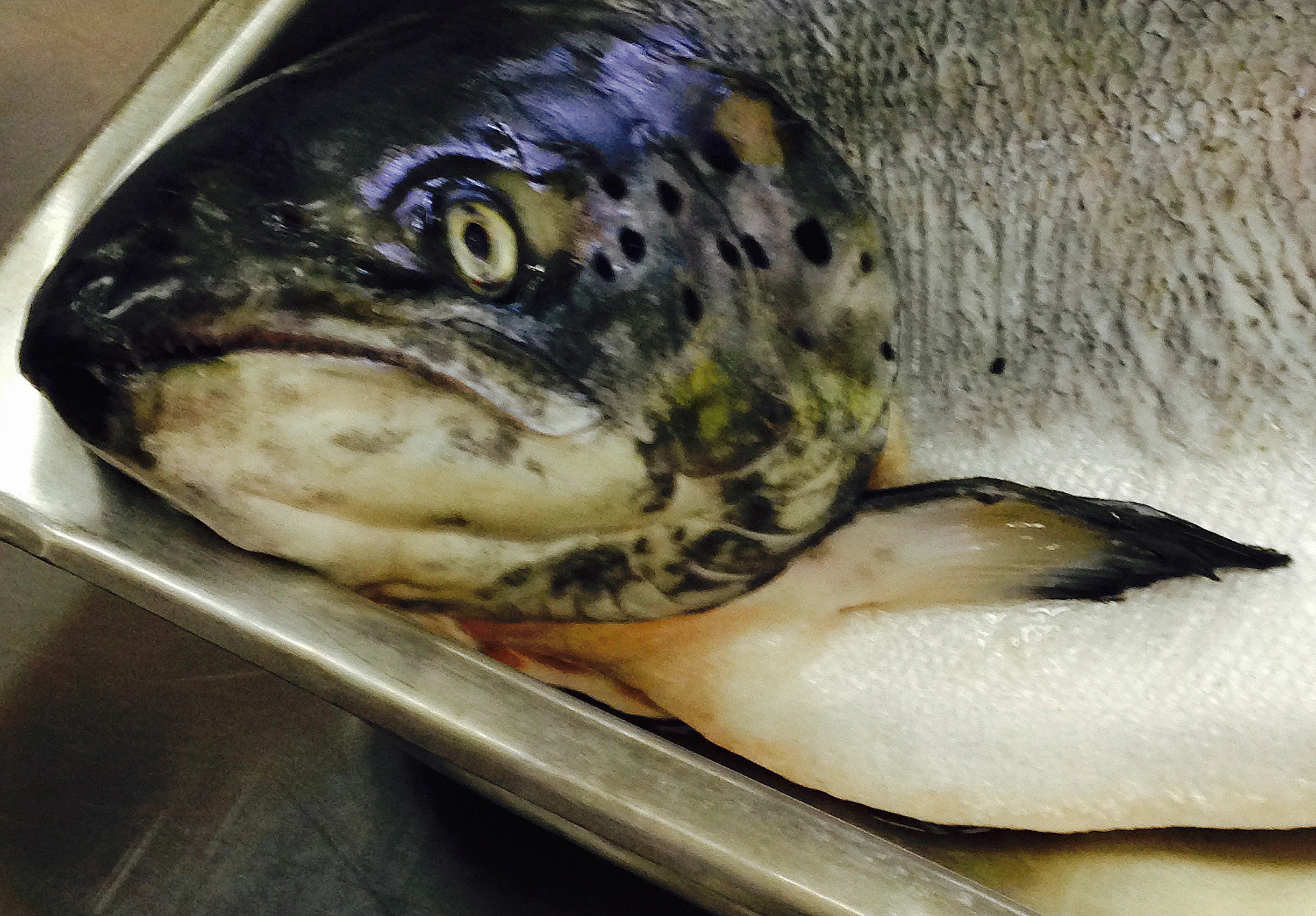 I thought this guy was a striped bass. Nope, salmon!