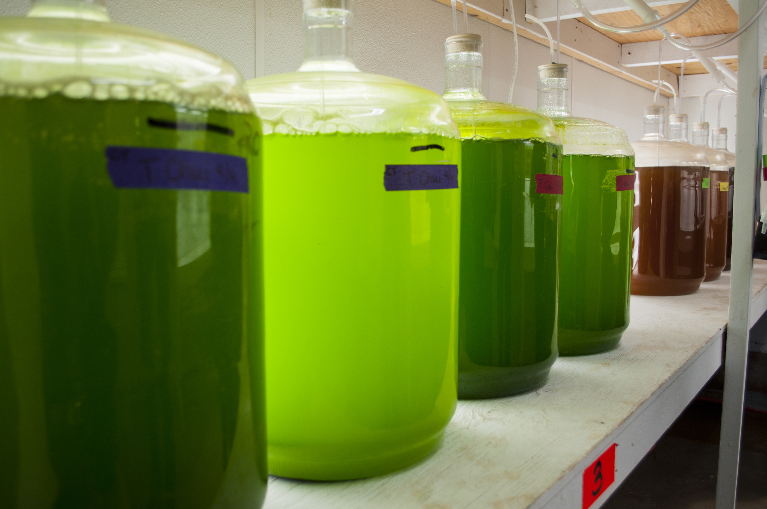 Different types of algae grown for feeding oysters while they're in the hatchery