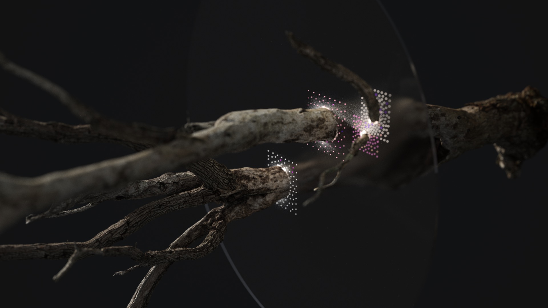 Tree Stump-10-2-1.Redshift_Cam_Main.0550.jpeg