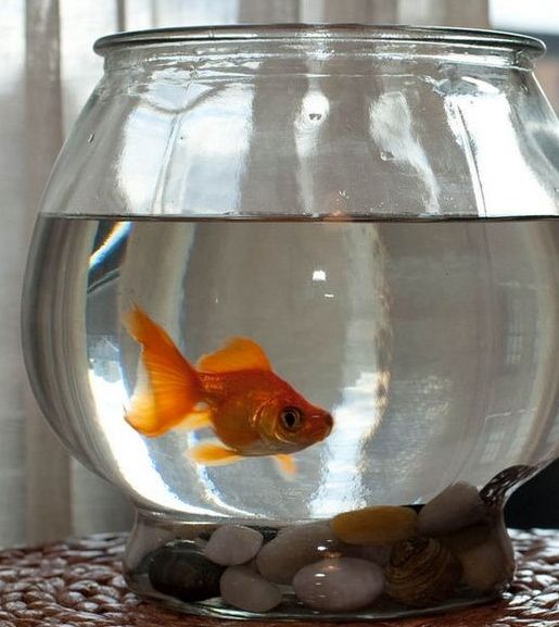 hate traveling alone request a goldfish