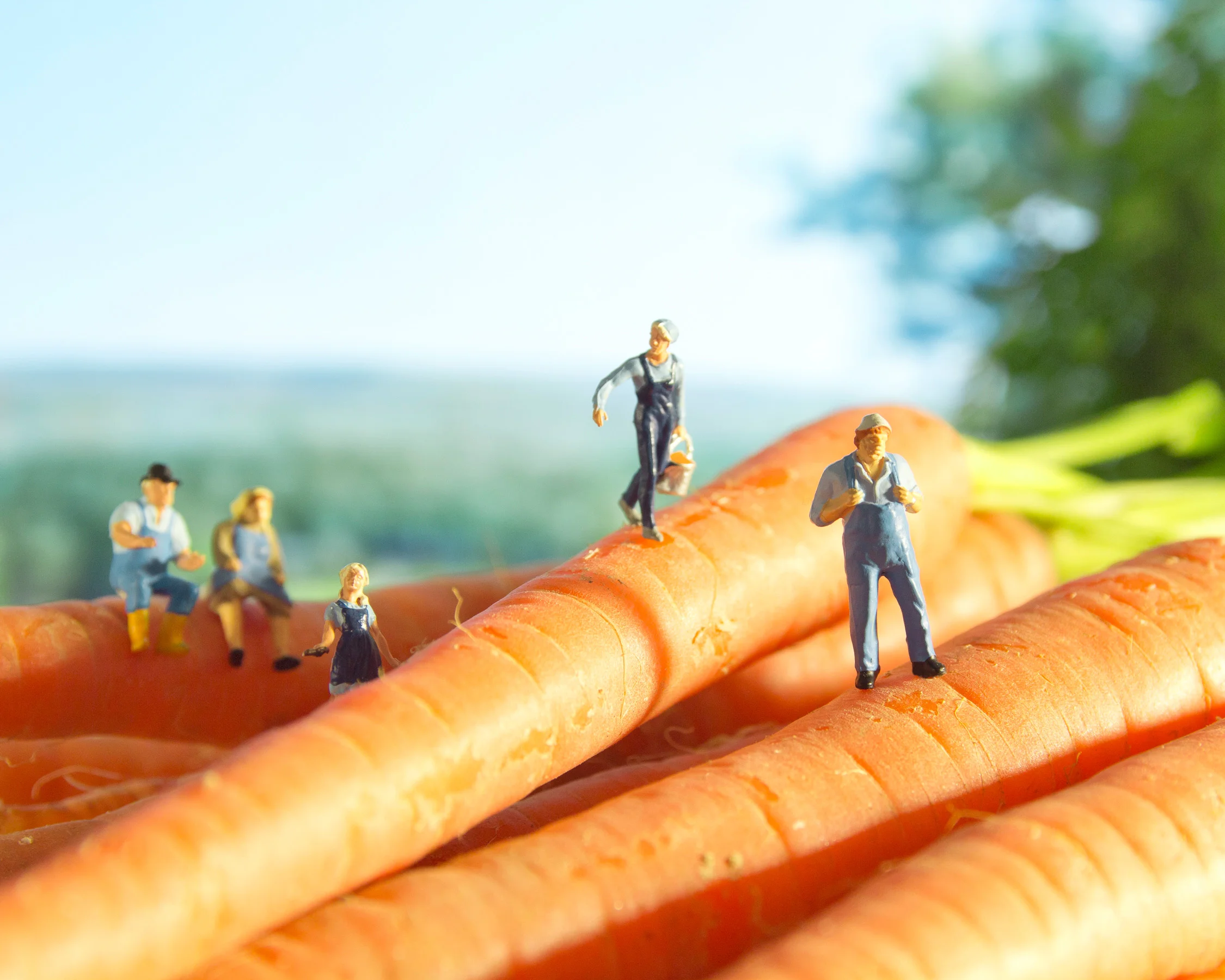 CARDEN_FARM_FAMILIES_02.jpg