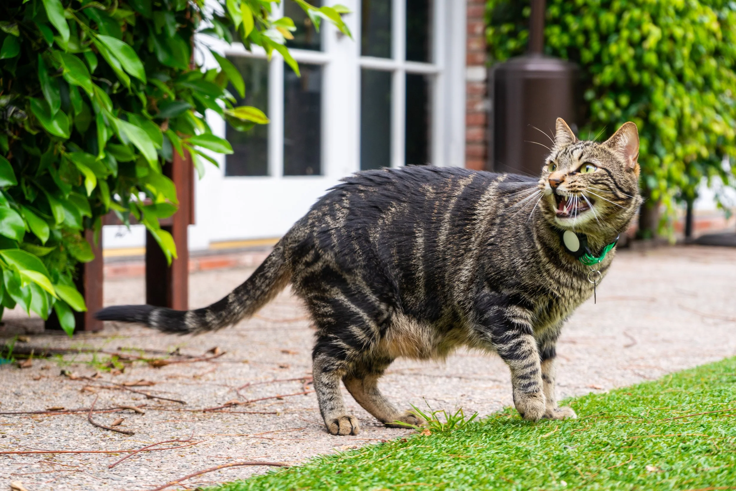 Shima at All Saints Rectory_5.9.24-4.jpg