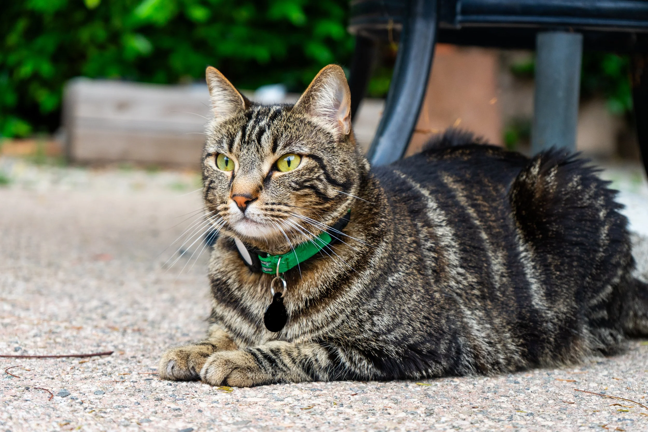 Shima at All Saints Rectory_5.9.24-2.jpg