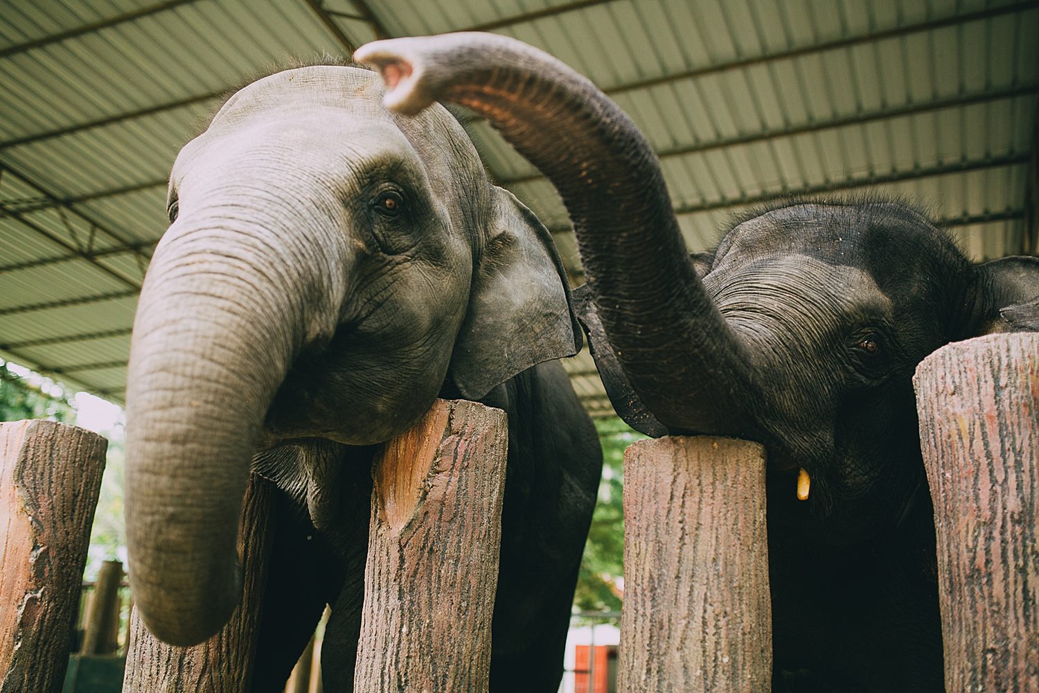 Staring elephant