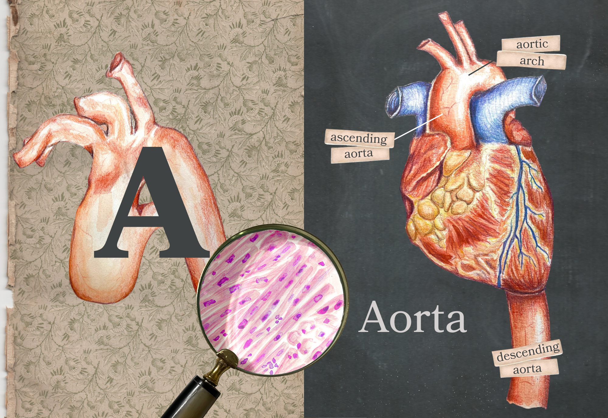 A is for aorta, 2023