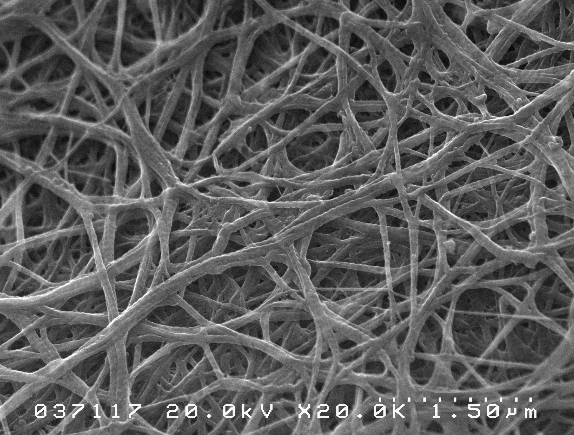 Collagen type I coated substrate