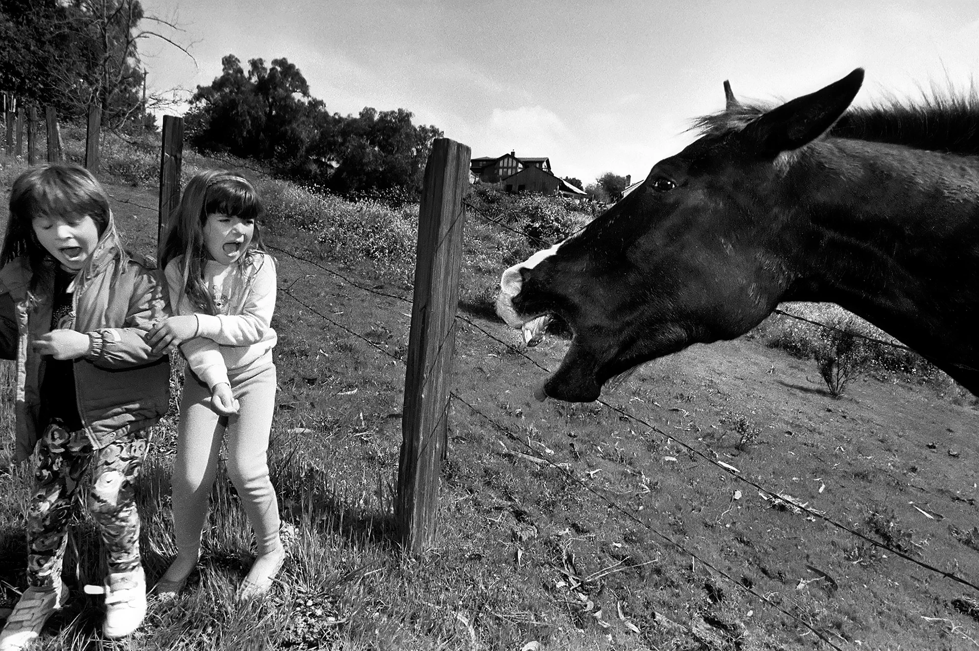 Mr. Ed - Oakland, CA