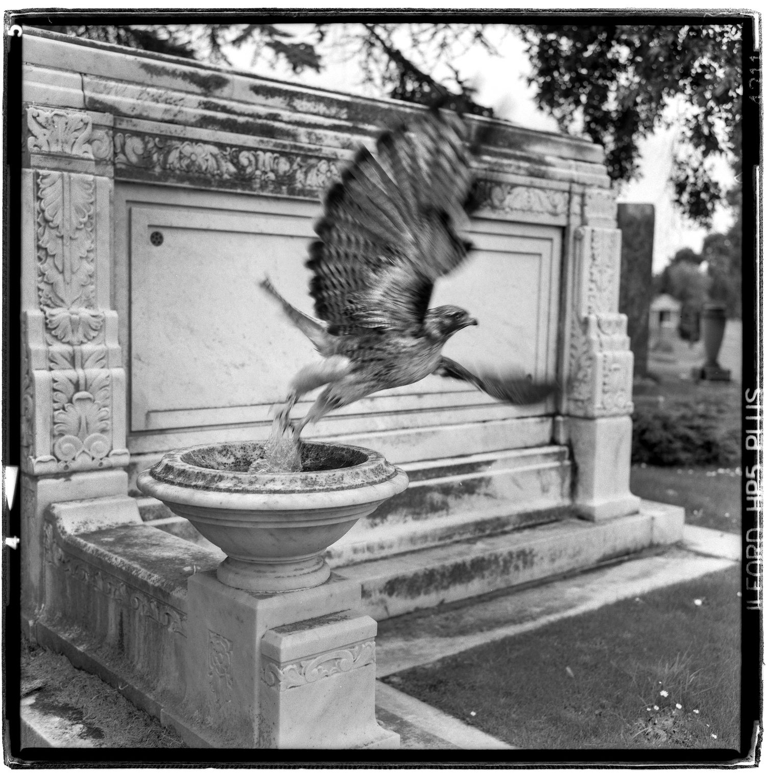   Eternal bird bath - Evergreen Cemetery Colma, CA  