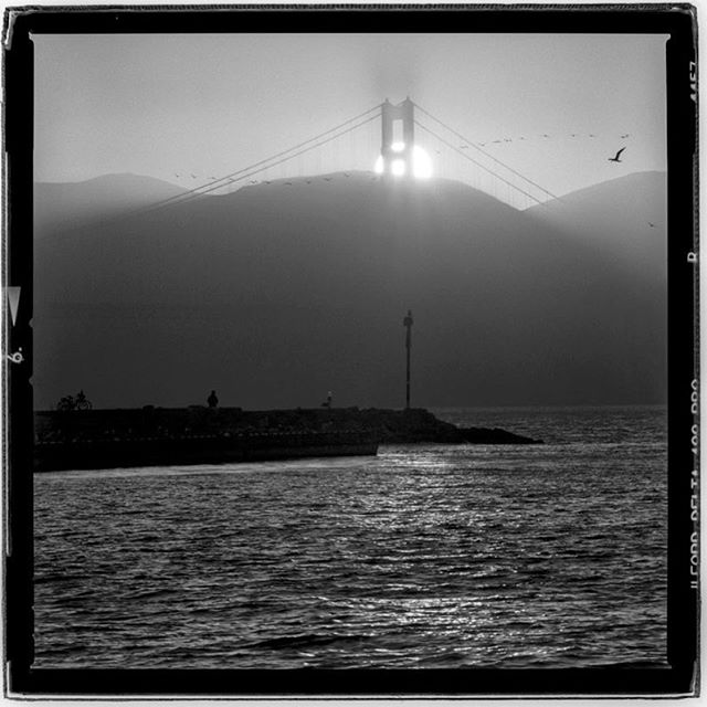 LIFE SQUARED - &ldquo;summer setting shades&rdquo; &copy; 2018 Peter DaSilva. #summer #season #silhouette #goldengatebridge #fog #haze #sunset #wildlife #sanfranciscobay #120 #ilford #delta400pro #bw #film #fullframe 
#hesselbald #500f8 #filmisnotdea