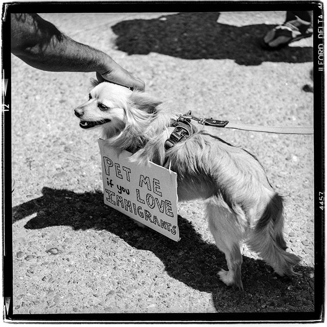 LIFE SQUARED - &ldquo;pet me&rdquo; &copy; 2018 Peter DaSilva. #stoptrump #familiesbelongtogether #petme #seperation #fireice #immigration #sanfrancisco #dog #120 #ilford #delta400pro #bw #film #fullframe #rolleiflex #35e3 #filmisnotdead #ilfordphoto