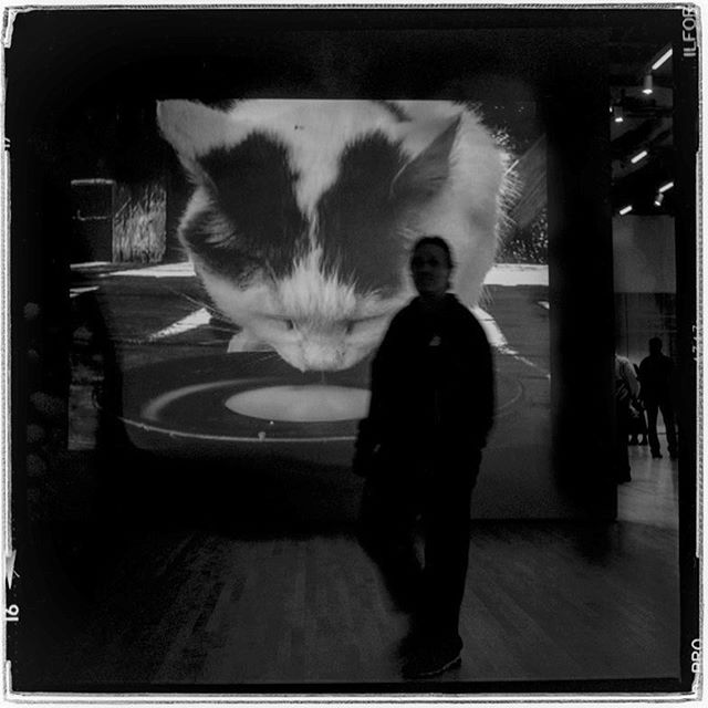 LIFE SQUARED - &ldquo;milk bowl&rdquo; &copy; 2018 Peter DaSilva. #cat #milkbowl #projection #sfmoma #art #120 #ilford #delta400pro #bw #film #fullframe 
#rolleiflex #35e3 #filmisnotdead #filmlover #6x6 #analog #nophotoshop #filmphotographer #pdsphot