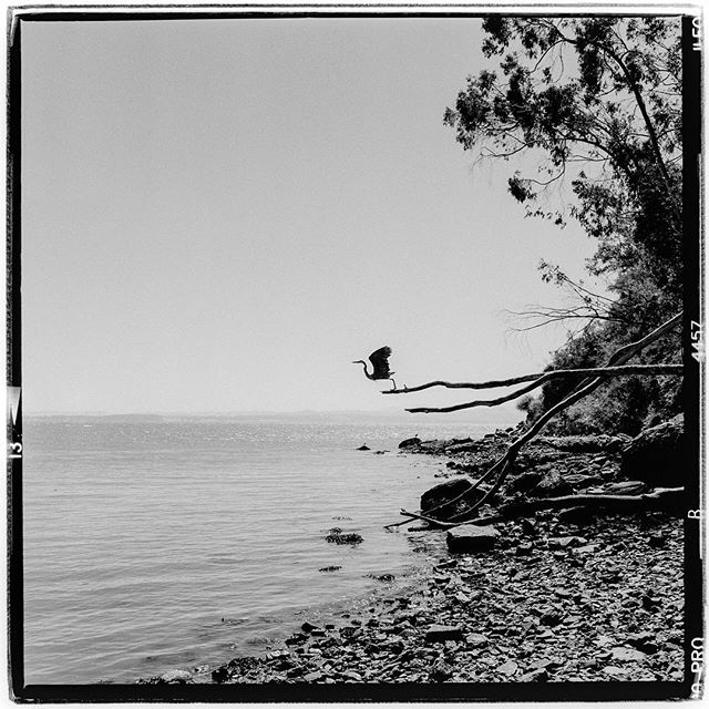 LIFE SQUARED - &ldquo;taking flight&rdquo; &copy; 2018 Peter DaSilva. #bird #takingflight #heron #shoreline #liftoff #trees #sfbay #120 #ilford #delta400pro #bw #film #fullframe #rolleiflex #3.5e3 #filmisnotdead #ilfordphoto #filmlover #6x6 #analog #