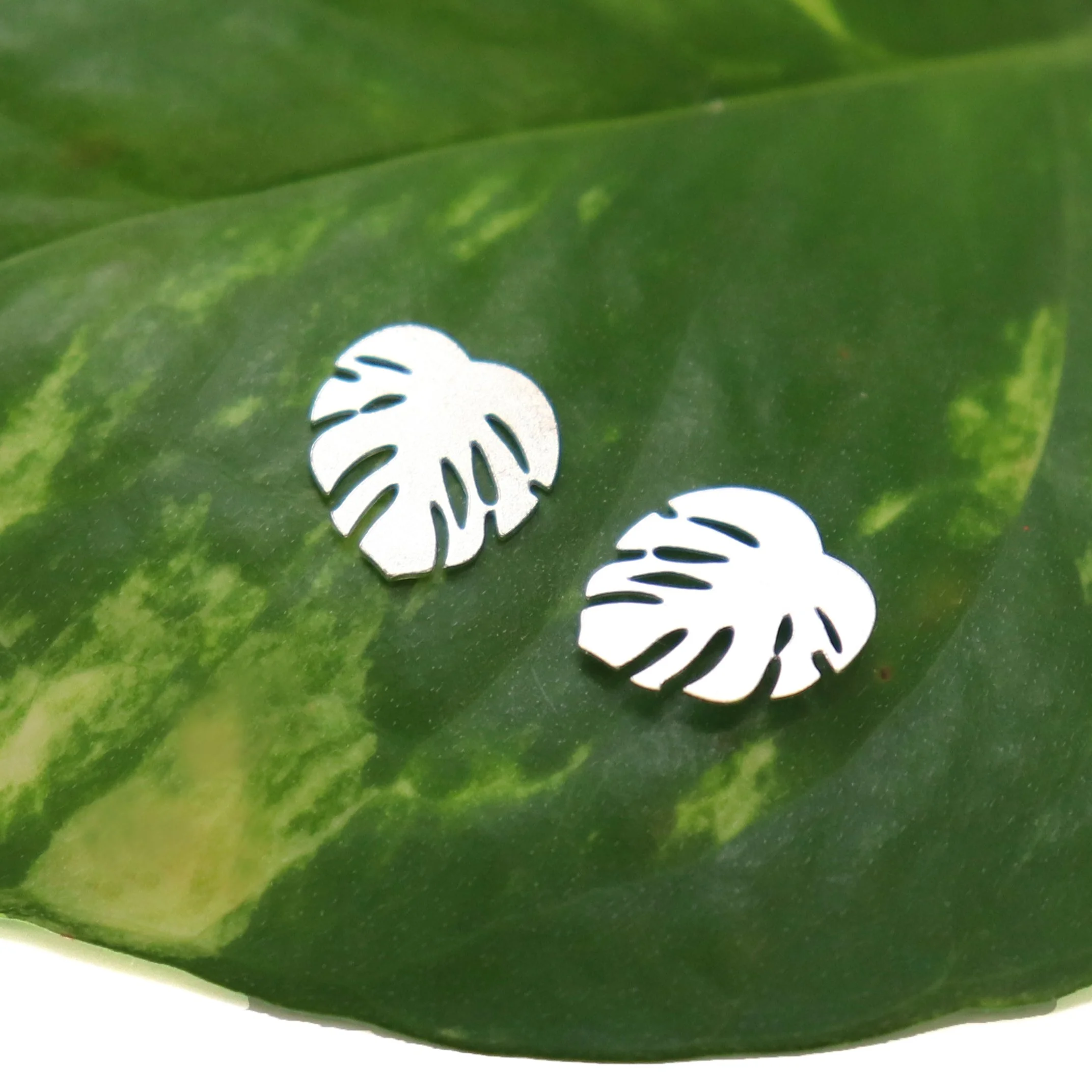 Monstera_Pinnatipartita.jpg