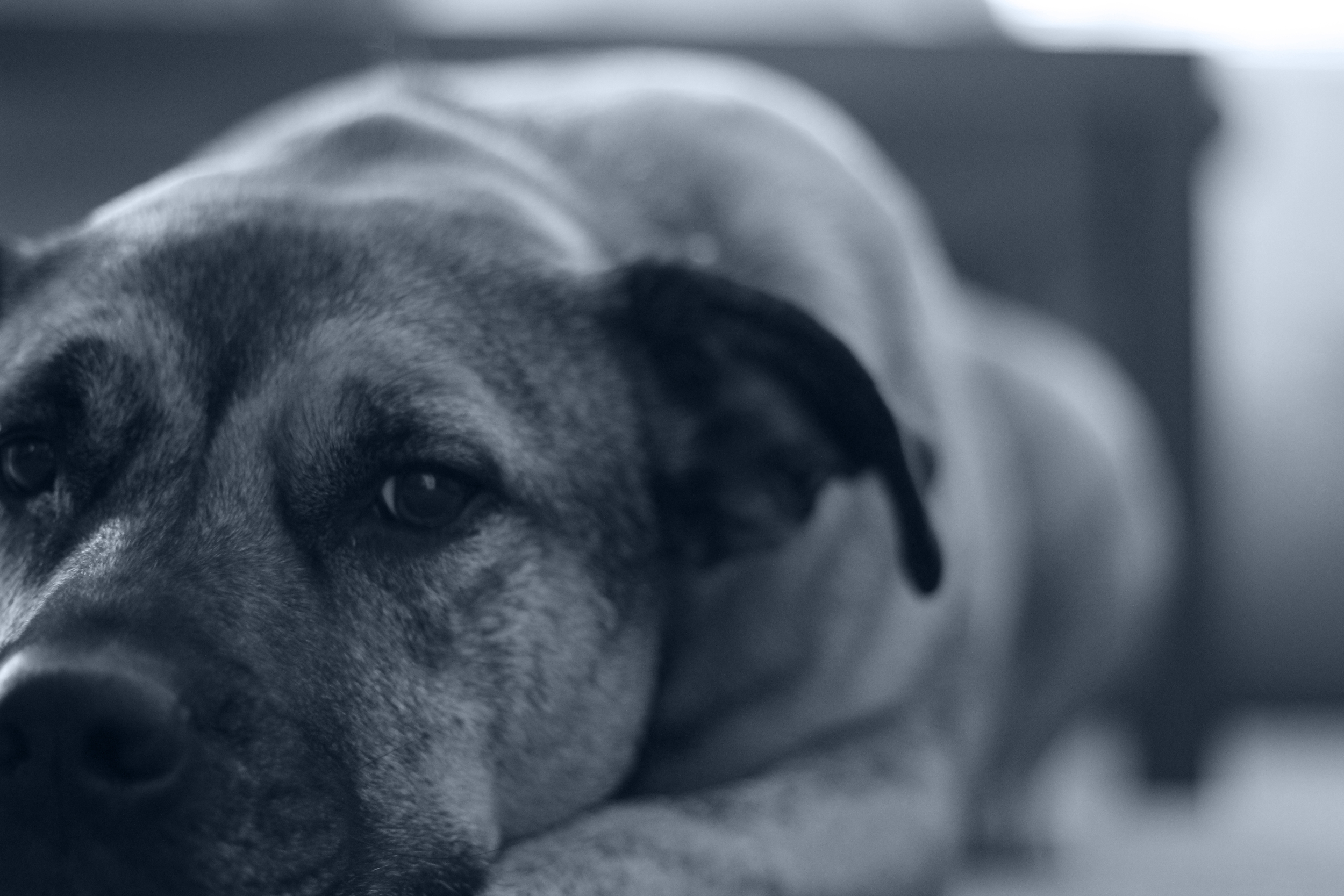 roscoe_BW_gt.jpg