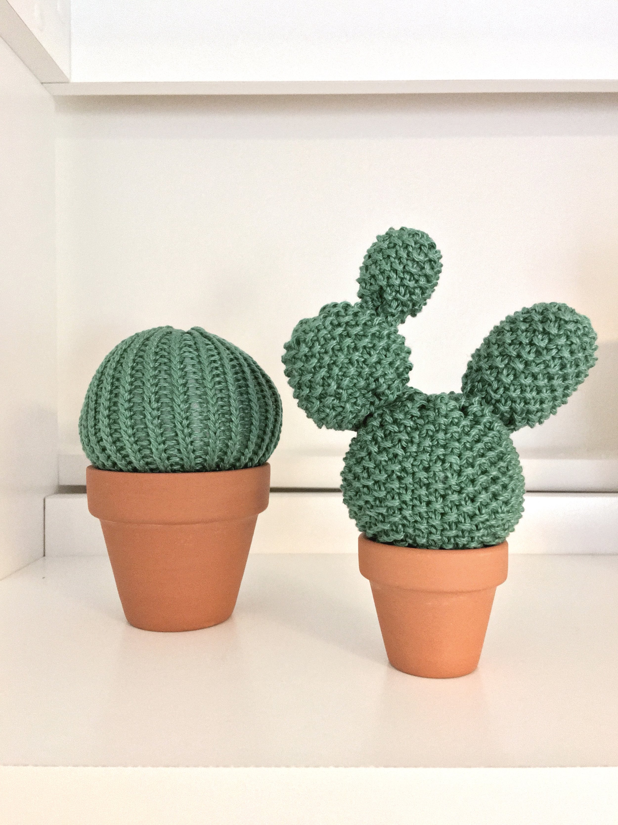 cacti.JPG