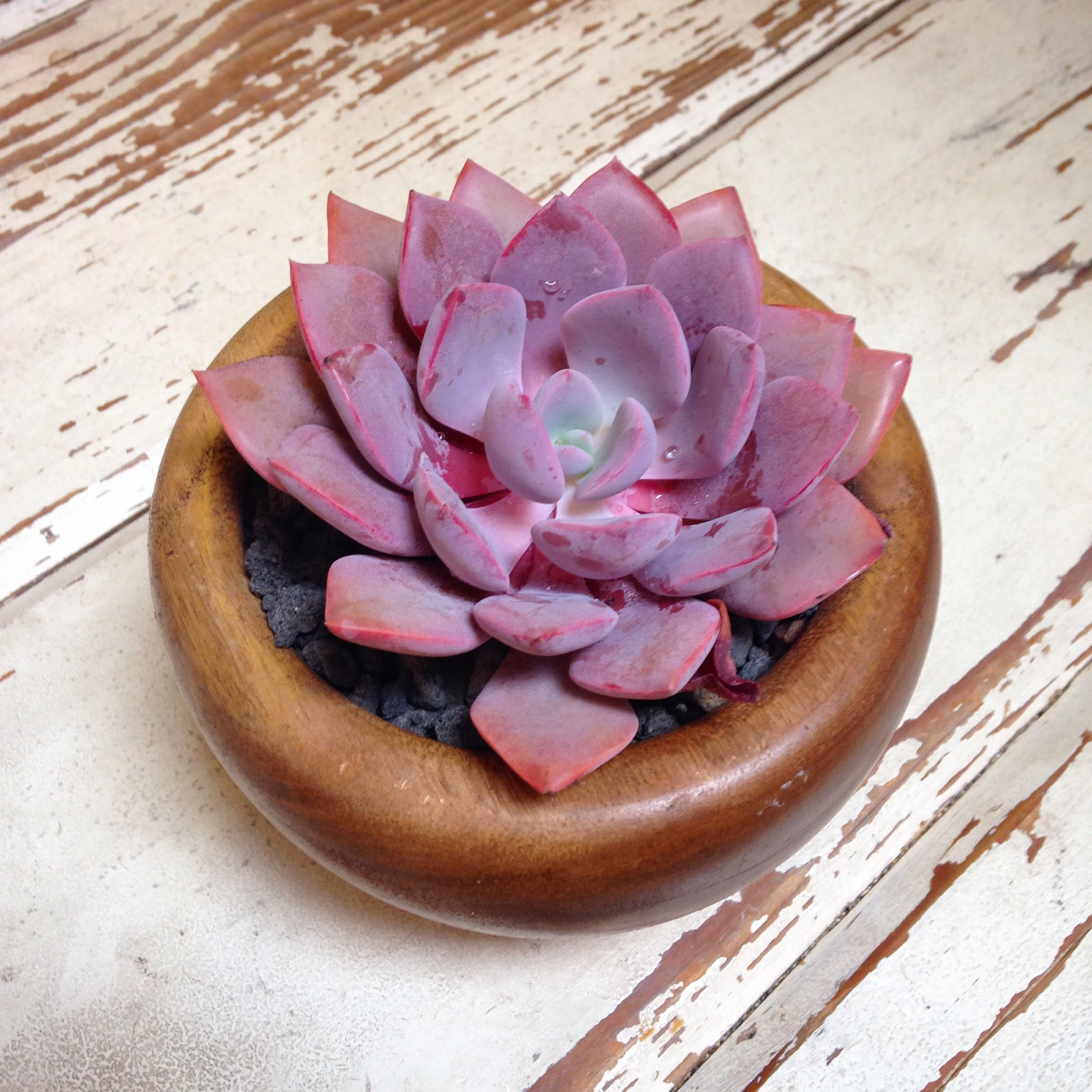 HOW TO Know the difference between Succulents & Cacti — establish