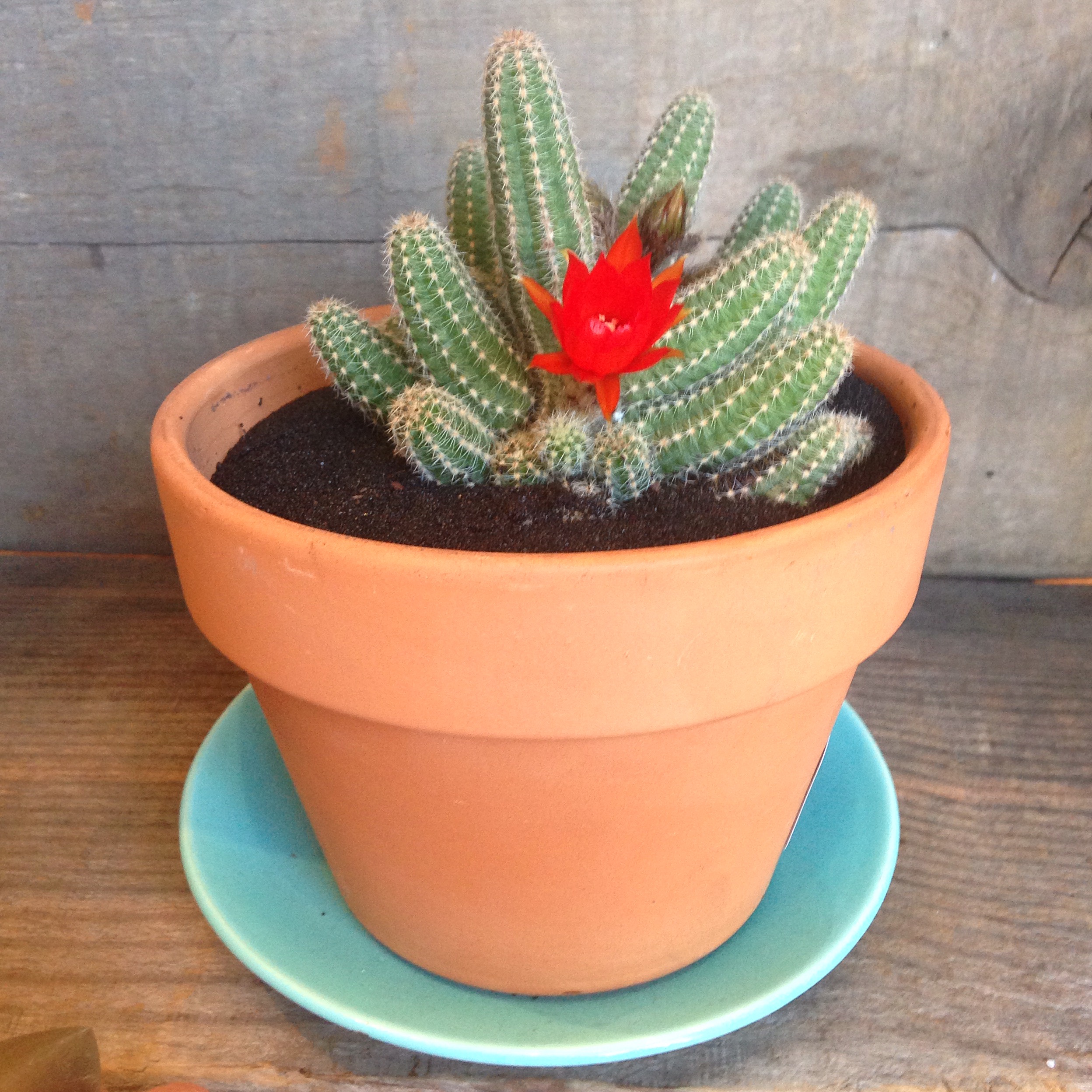 Succulents vs. Cacti: What's the Difference? - Planet Desert