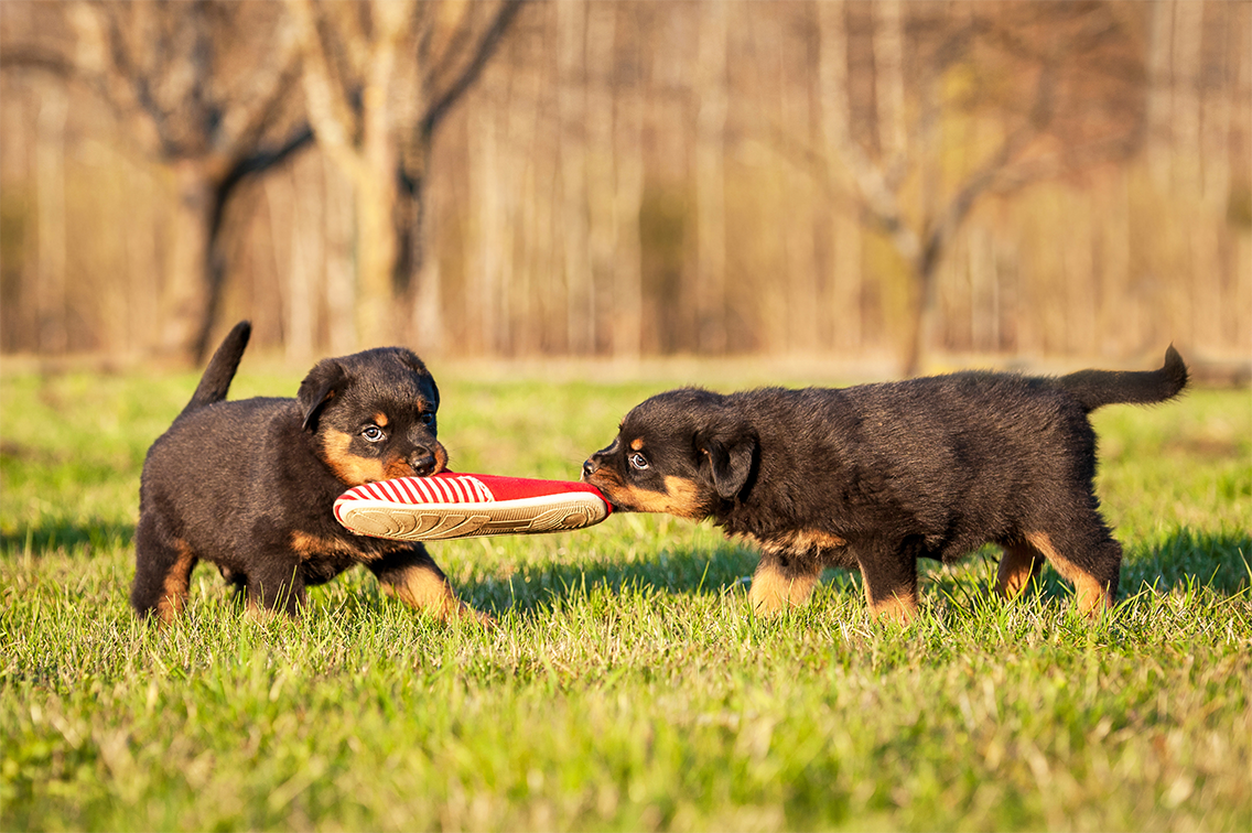 puppies-playing.jpeg