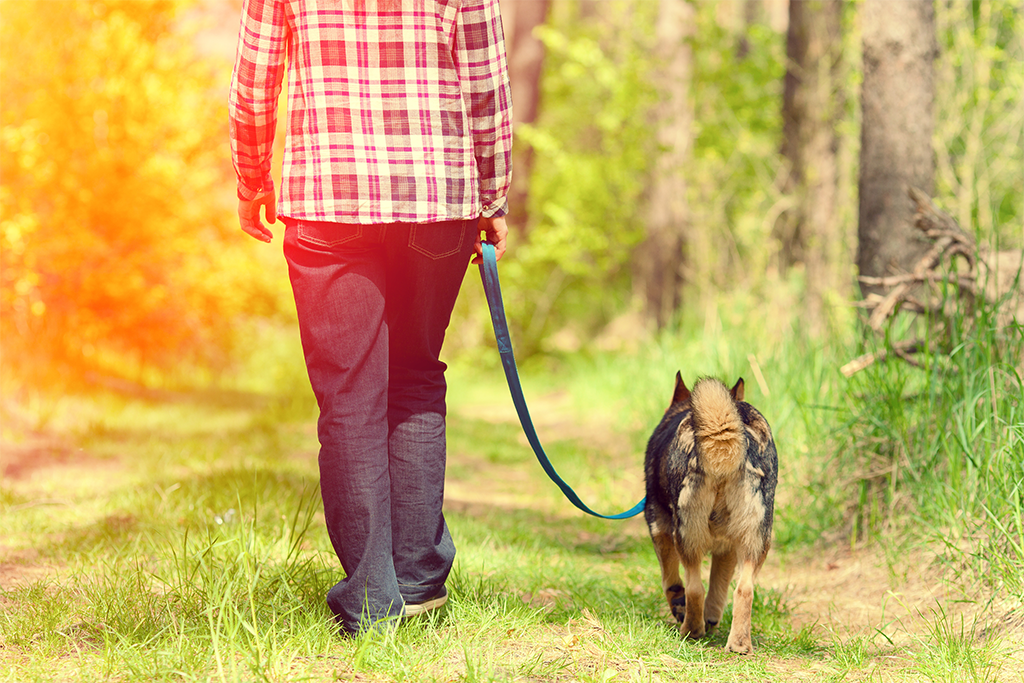 dog-on-leash-training.jpg