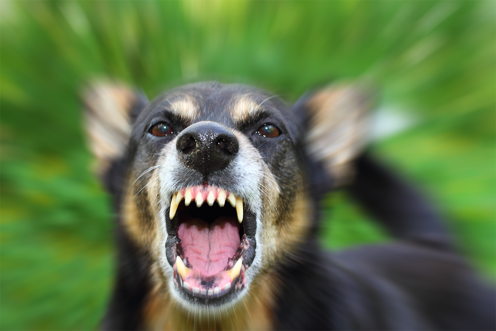 serious-dog-behavior-issue-classes.jpg