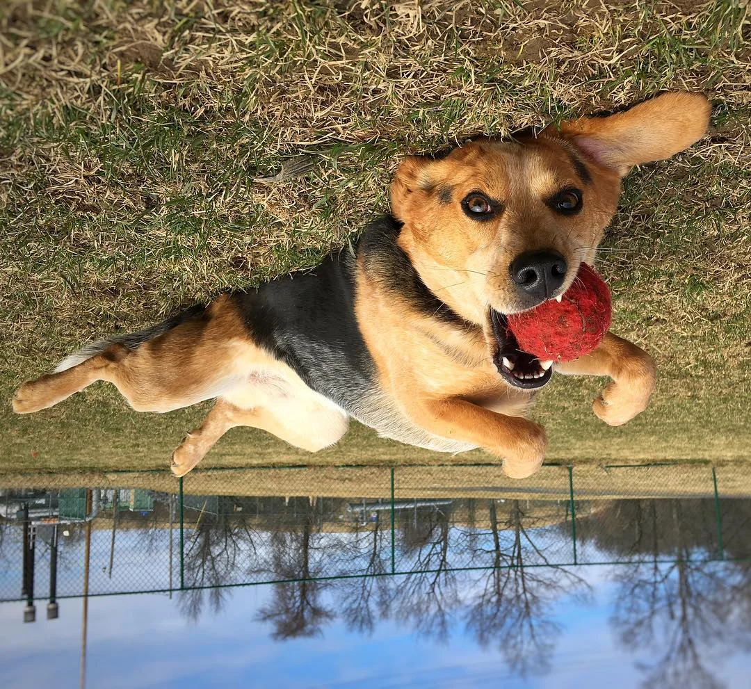 Eli Albany Dylan Boyce Dog Training.jpg