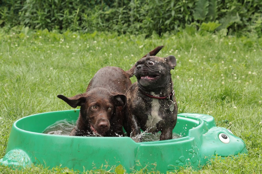 Dylan Boyce Dog Training and Playgroup Albany.JPG
