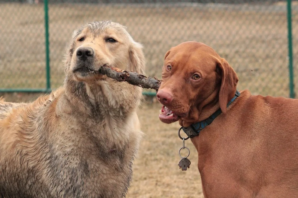 Dylan Boyce Dog Training and Playgroup Albany  1.JPG
