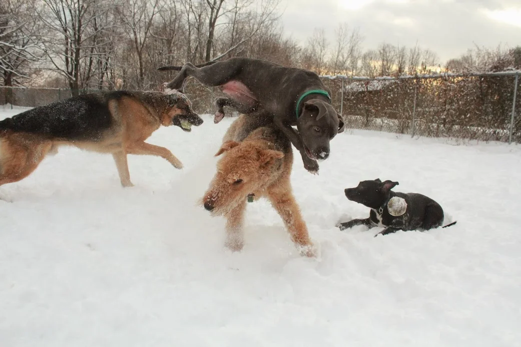 Dylan Boyce Dog Training and Playgroup Albany 2.JPG