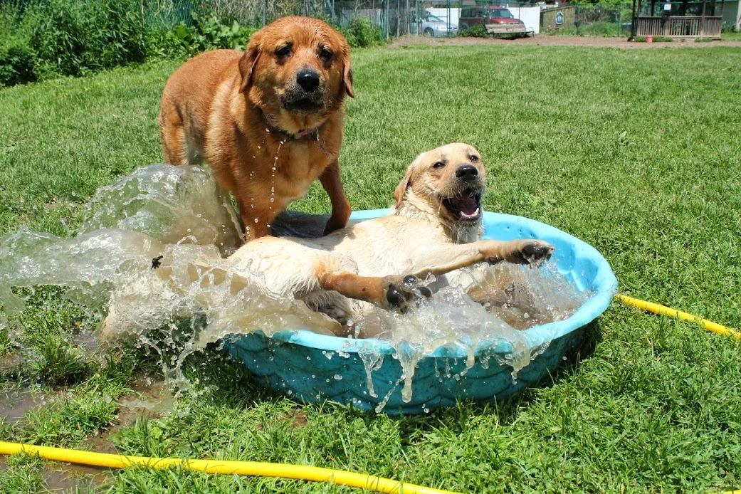 Dylan Boyce Dog Training and Playgroup Albany 4.JPG