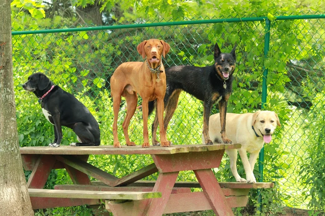 Dylan Boyce Dog Training and Playgroup Albany 6.JPG